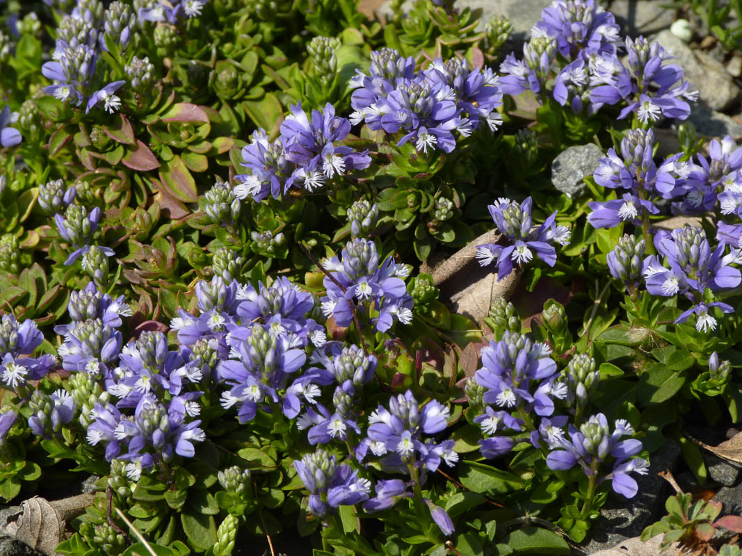 Polygala calcarea 'Lillet' photo